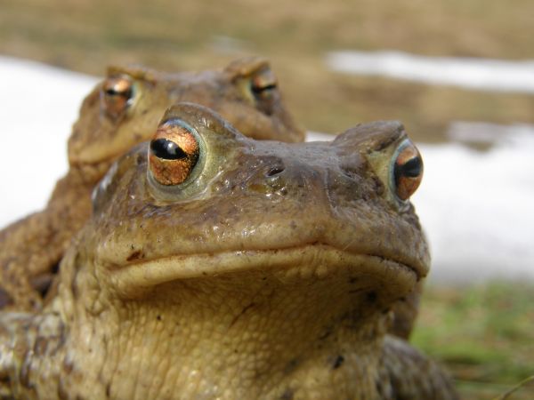 Crapauds  Bufo bufo